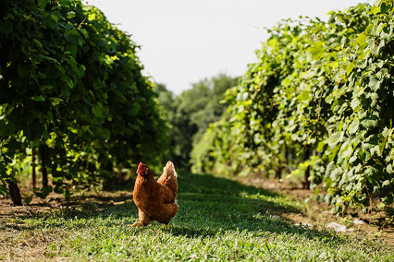 Platte-City-Missouri-Jowler-Creek-Winery-1002