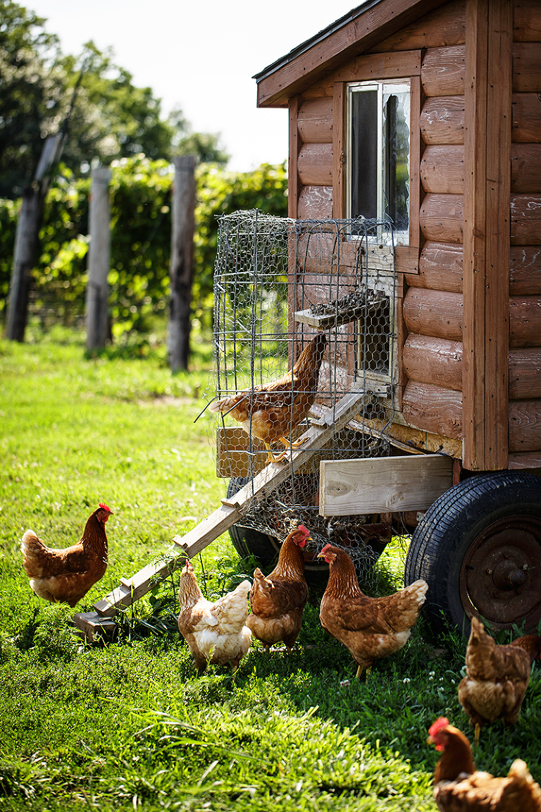 Platte-City-Missouri-Jowler-Creek-Winery-1003