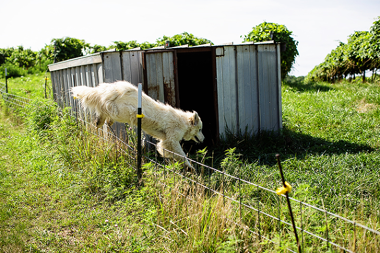Platte-City-Missouri-Jowler-Creek-Winery-1004