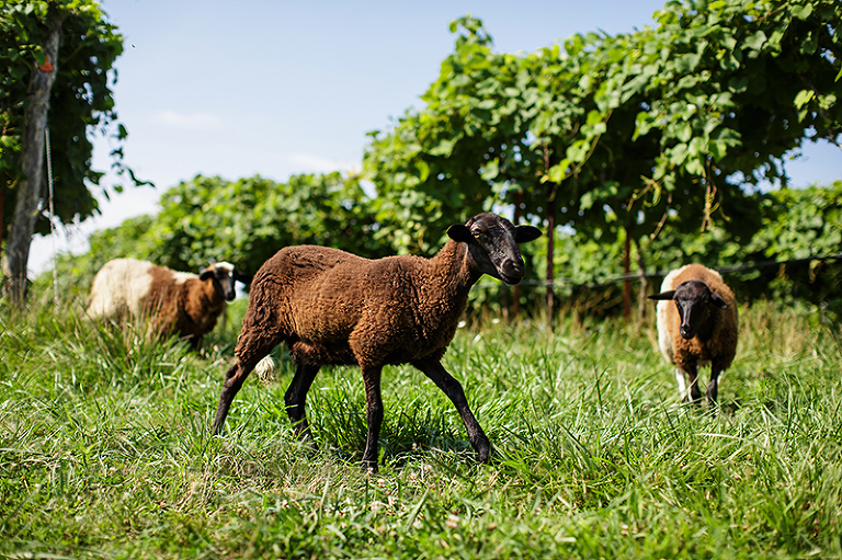 Platte-City-Missouri-Jowler-Creek-Winery-1005