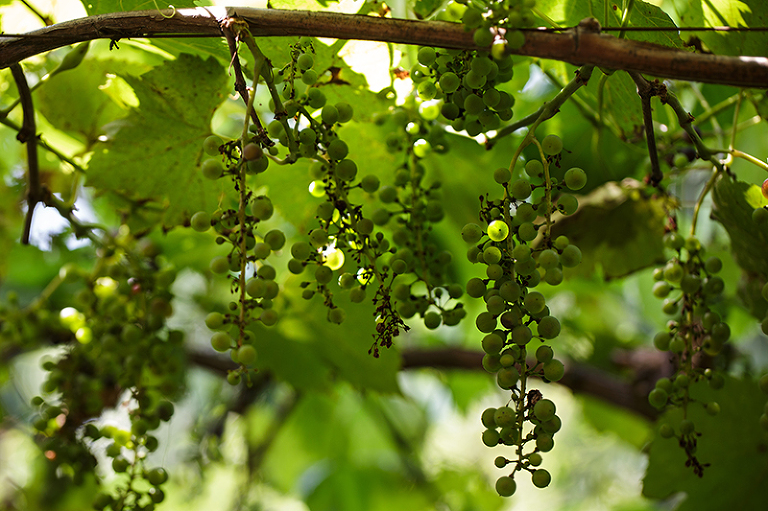 Weston-Missouri-Pirtle-Winery-05