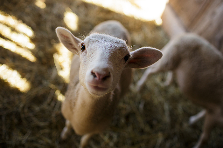 Click-Photography_Kansas-City_Family-Portraits_Gast_1021